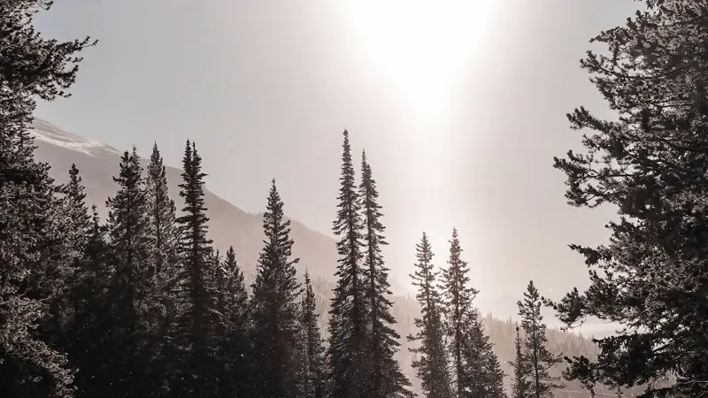 A still Kime pulled: a rider into the trees